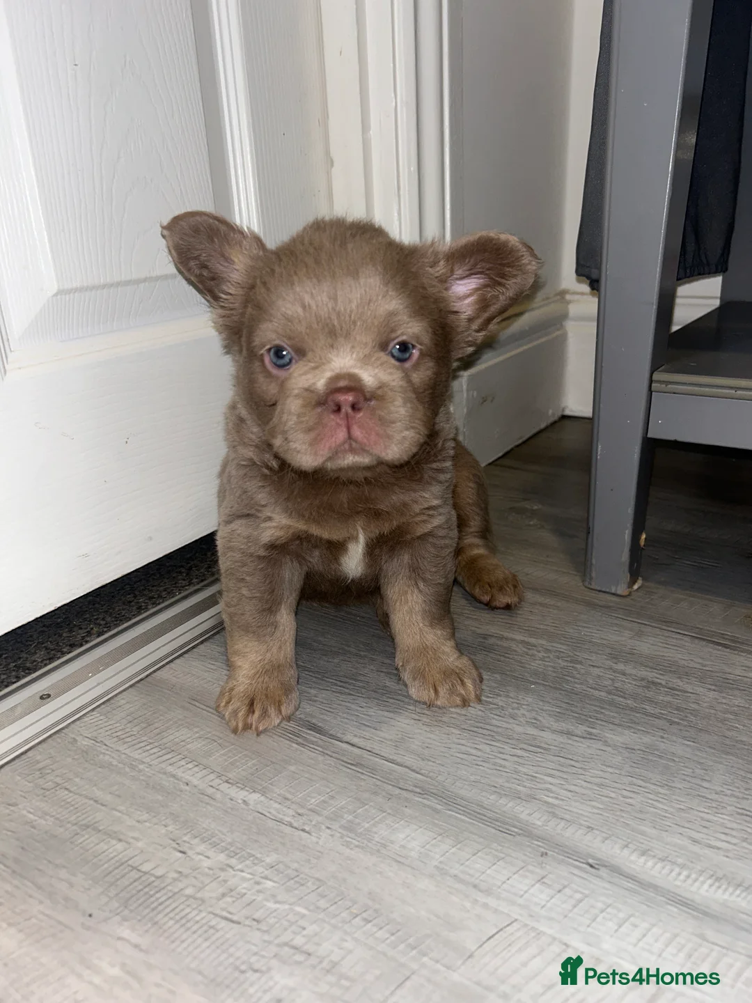 French Bulldog dogs for sale: NewShade Fluffy Frenchies💖💙 - Advert 2