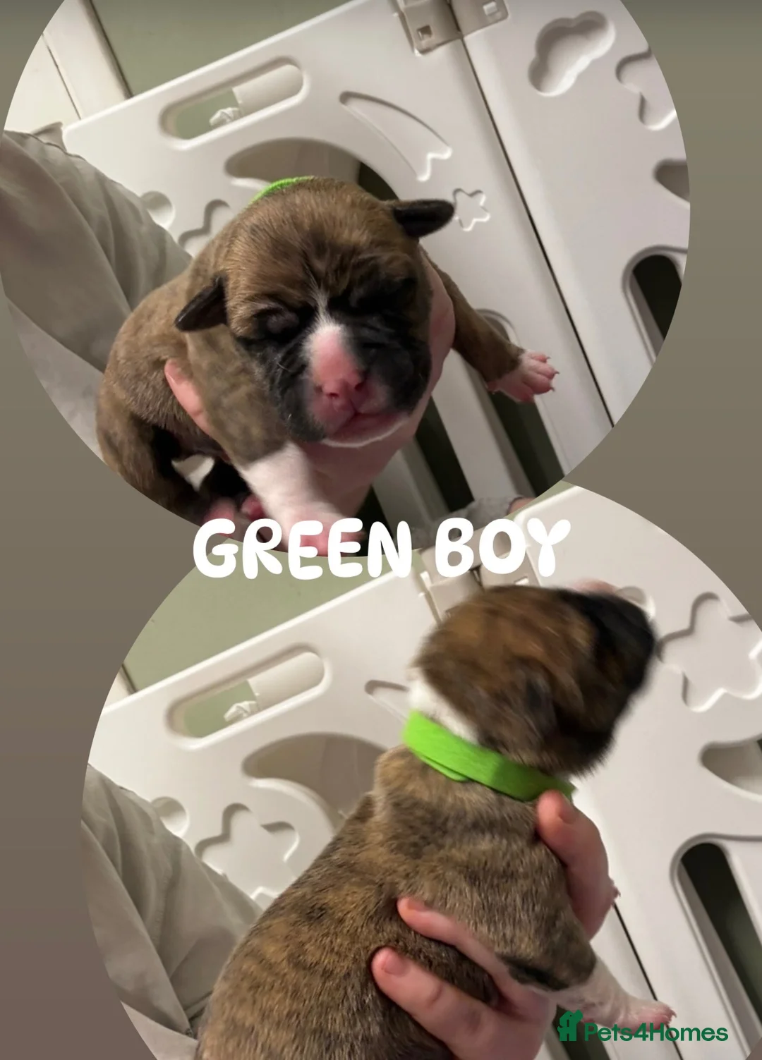 Mixed Breed dogs for sale: BEAUTIFUL PUPPIES AVAILABLE – READY 18TH DECEMBER - Advert 9