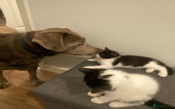 Ragdoll cats for sale: Ragdoll Cross Kittens - Advert 8