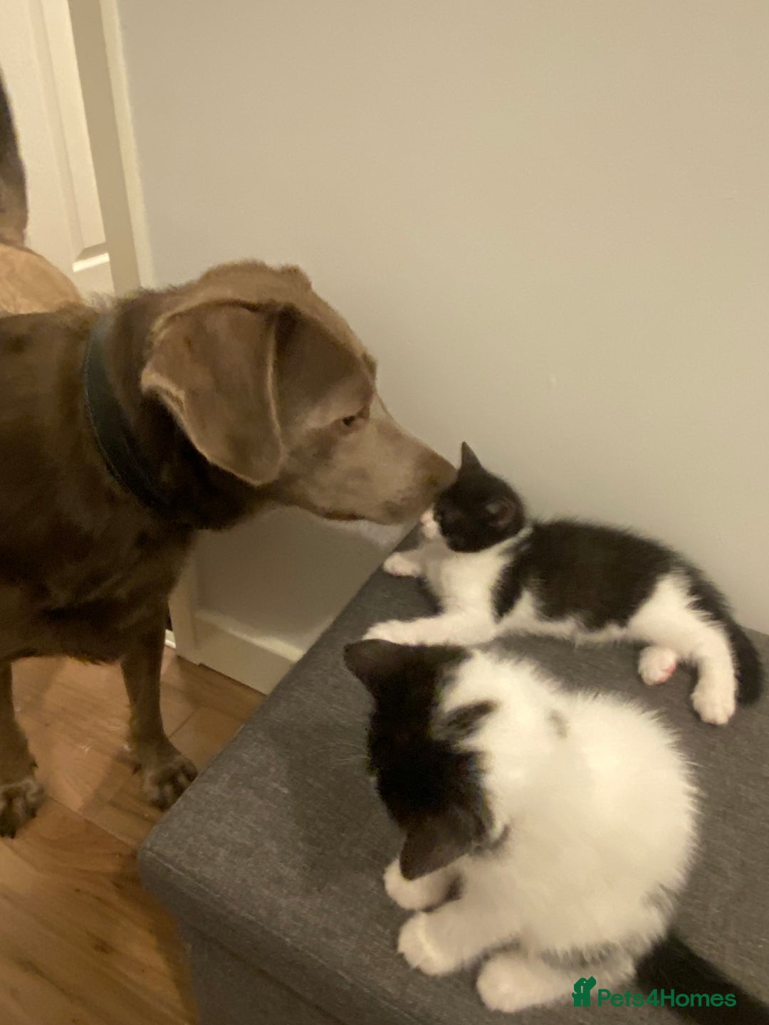 Ragdoll cats for sale: Ragdoll Cross Kittens - Advert 8