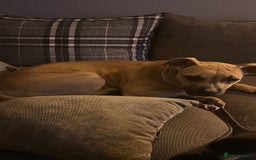 Staffordshire Bull Terrier dogs for sale: Staffy  - Image 2