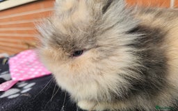 Lionhead rabbits for sale: Double Maned Lionhead  - Image 11