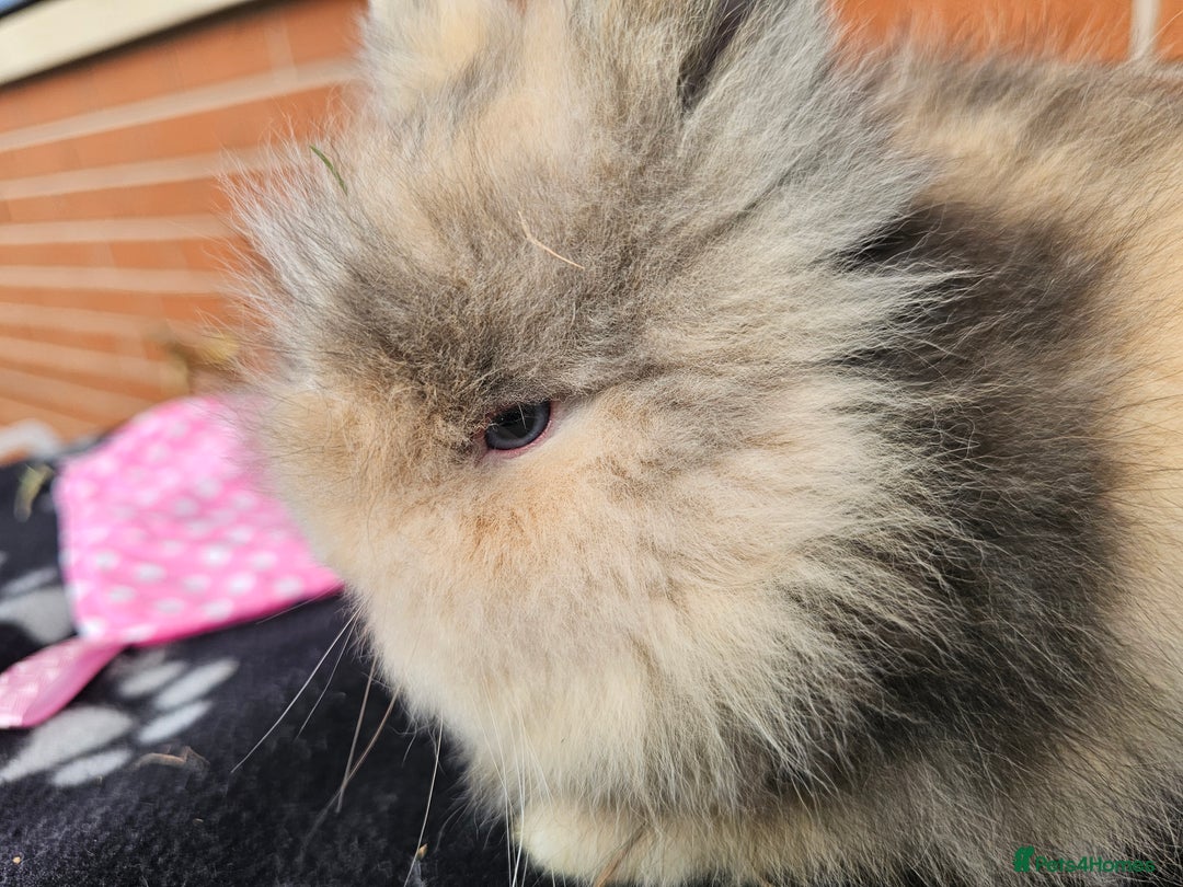 Lionhead rabbits for sale: Double Maned Lionhead  - Image 11