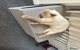 Mixed Breed cats for sale: Reluctant sale of our beautiful boy Casper - Image 3