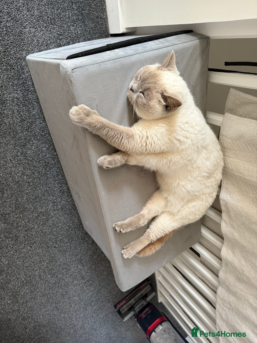 Mixed Breed cats for sale: Reluctant sale of our beautiful boy Casper - Image 3