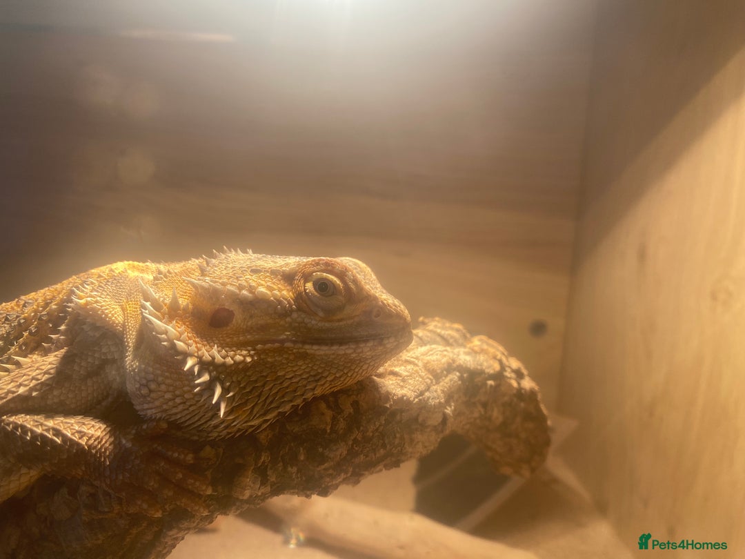 Bearded Dragon reptiles for sale: Bearded dragon for sale - Advert 3