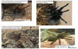 Tarantulas invertebrates for sale: Tarantula collection for sale - Image 2