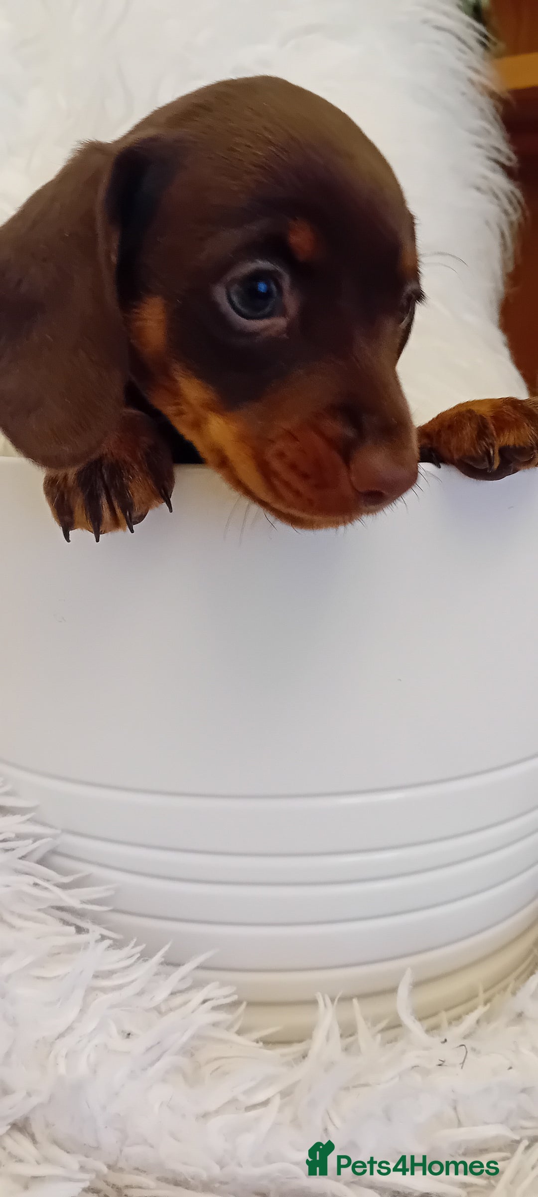 Miniature Dachshund dogs for sale: Chocolate and tan  girls - Advert 8