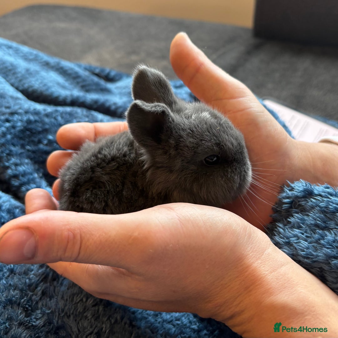 Mini Lop rabbits for sale: Pure Bred Mini Lop babies - Advert 32