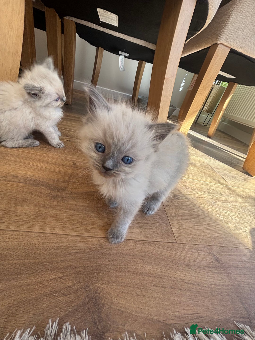 Ragdoll cats for sale: Beautiful ragdolls  - Image 8