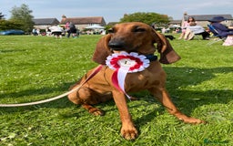 Mixed Breed dogs for sale: Italian Segugio/labrador Easter Love Affair - Image 28