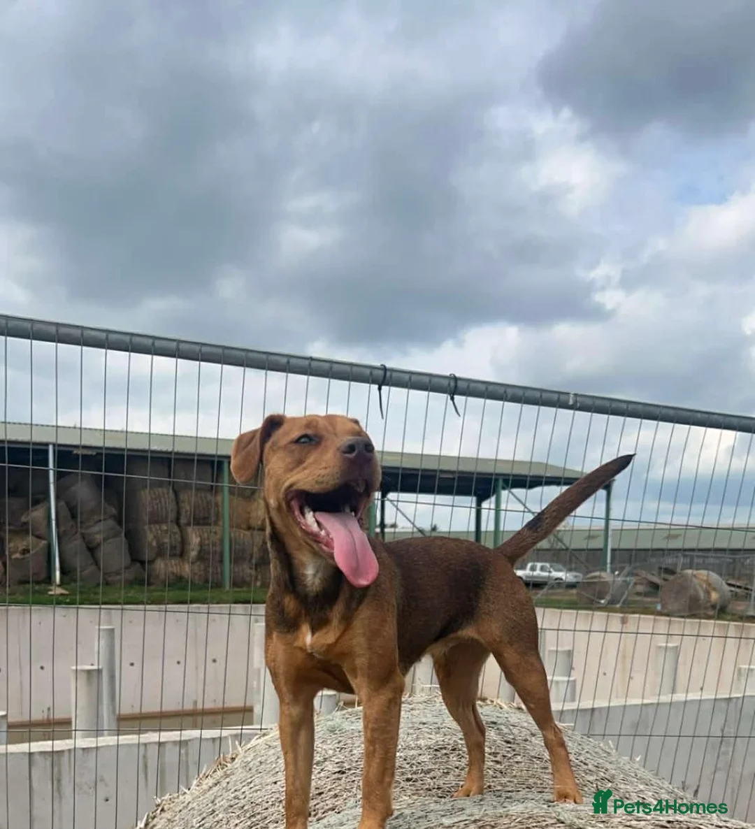 Mixed Breed dogs for sale: Patterdale puppies  - Advert 1