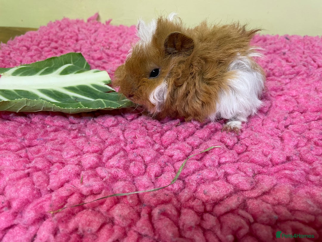 Guinea Pig rodents for sale: Baby piggies and a 9month old - Advert 5