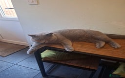 British Shorthair cats for sale: Beautiful soft, fluffy and loving Boys  - Image 4