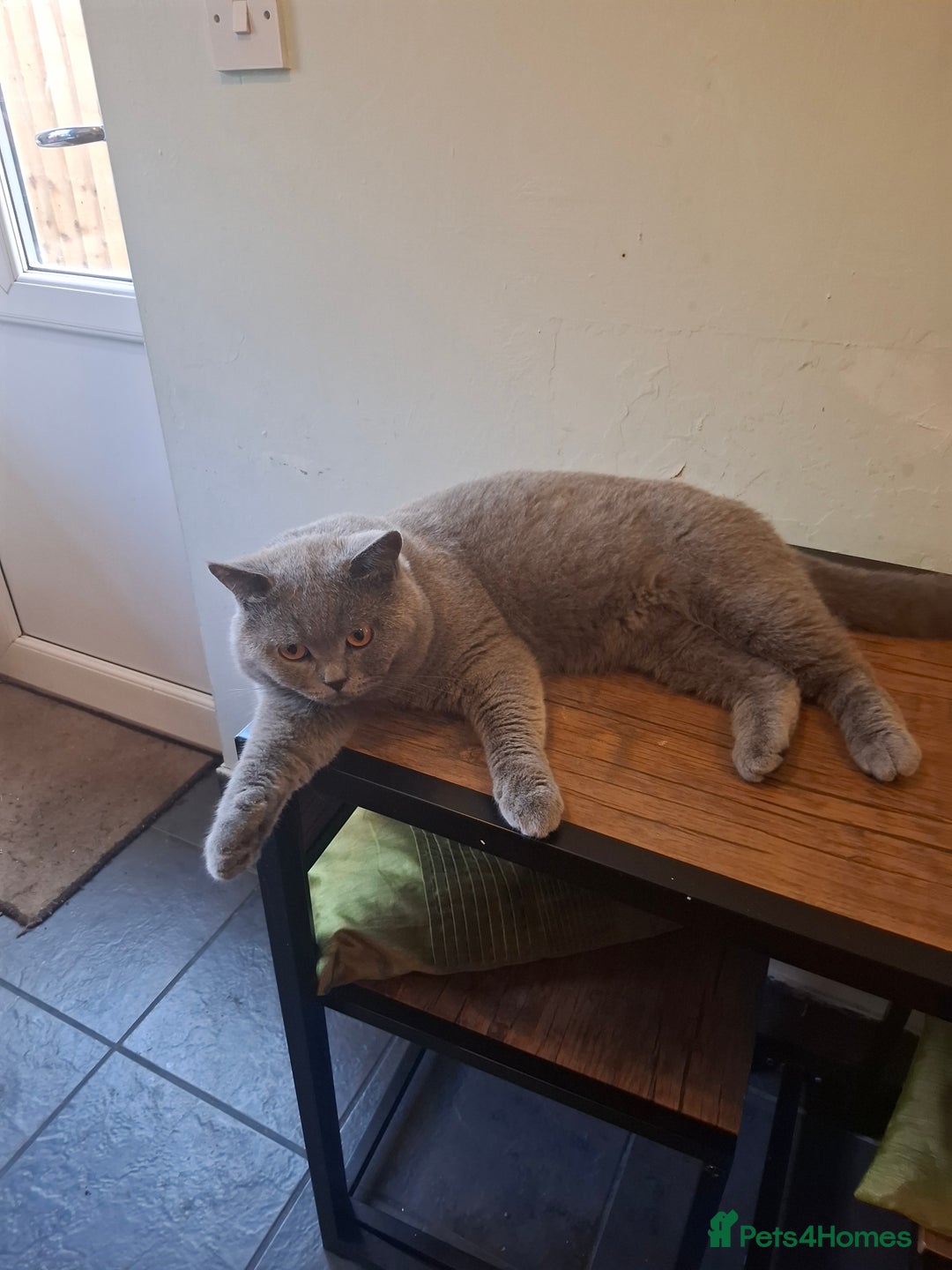 British Shorthair cats for sale: Beautiful soft, fluffy and loving Boys  - Image 4