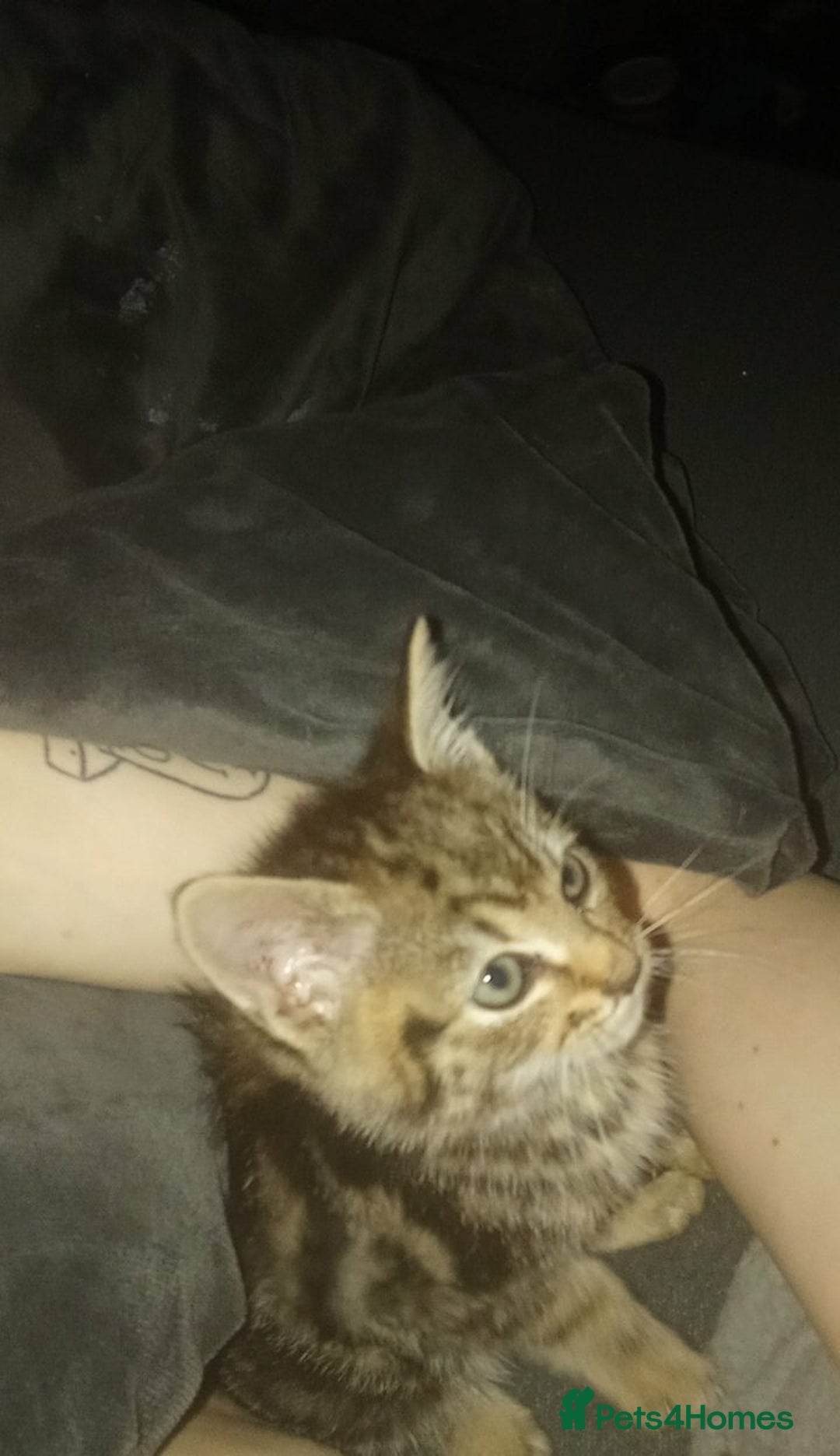 Mixed Breed cats for sale: Adorable kitten for urgent rehoming!! - Advert 5