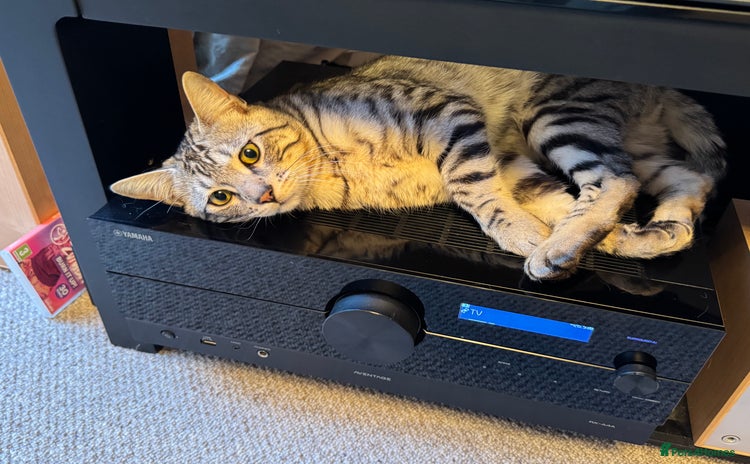 Bengal cats - Advert 1