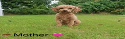 Toy Poodle dogs for sale: Gorgeous toy poodle puppies - Advert 3