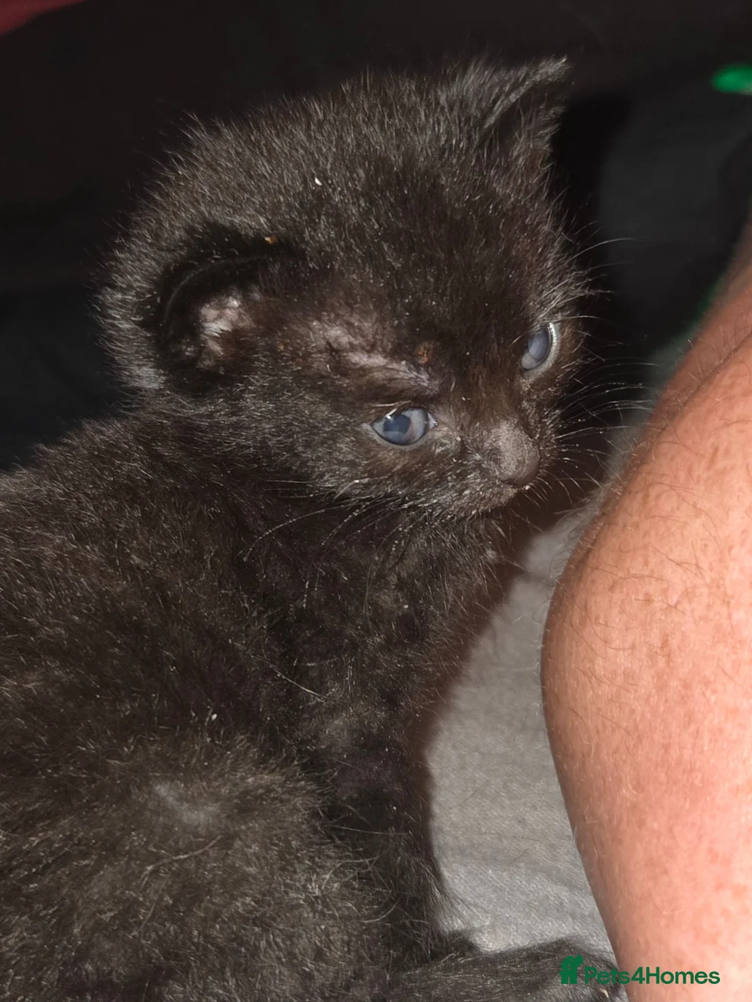 British Shorthair cats for sale: Two adorable kittens looking for a forever homes in Birmingham - Advert 3