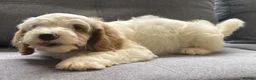 Australian Labradoodle dogs for sale: Multi-Gen Australian Labradoodle Puppies - Advert 23