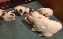 British Shorthair cats for sale: Fabulous mini Dad boy! GCCF IGrCh, GrCh & Ch lines - Image 12