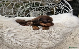 Dachshund dogs for sale: Beautiful Chocolate & Dapple Dachshund Pups - Image 14