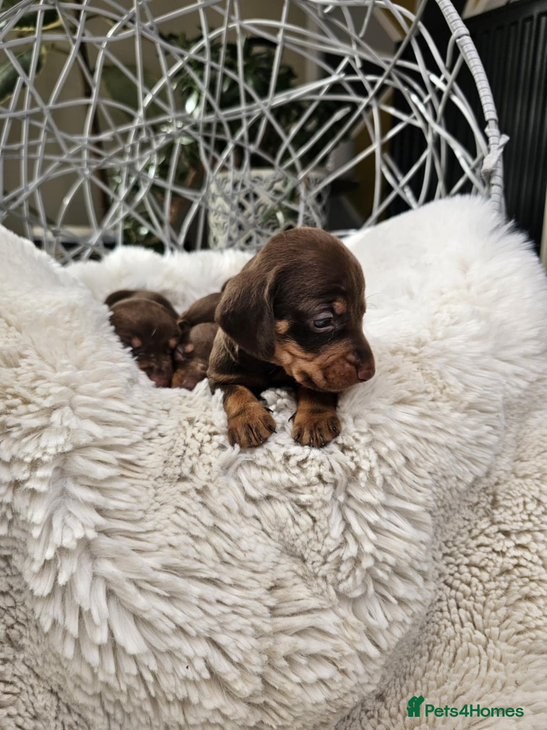 Dachshund dogs for sale: Beautiful Chocolate & Dapple Dachshund Pups - Image 14