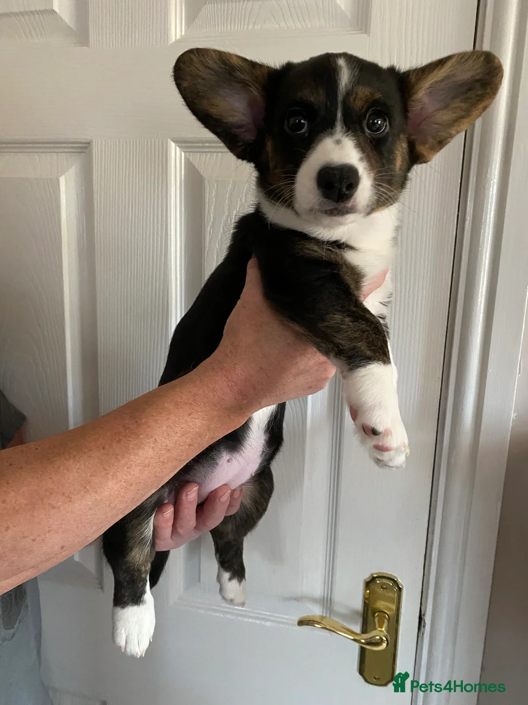 Welsh Corgi Cardigan dogs for sale: WELSH CARDIGAN CORGI GIRLS READY NOW - Advert 24