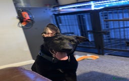 Belgian Shepherd Dog dogs for sale: Shadow a 6 months old Belgian shepherd  - Image 5
