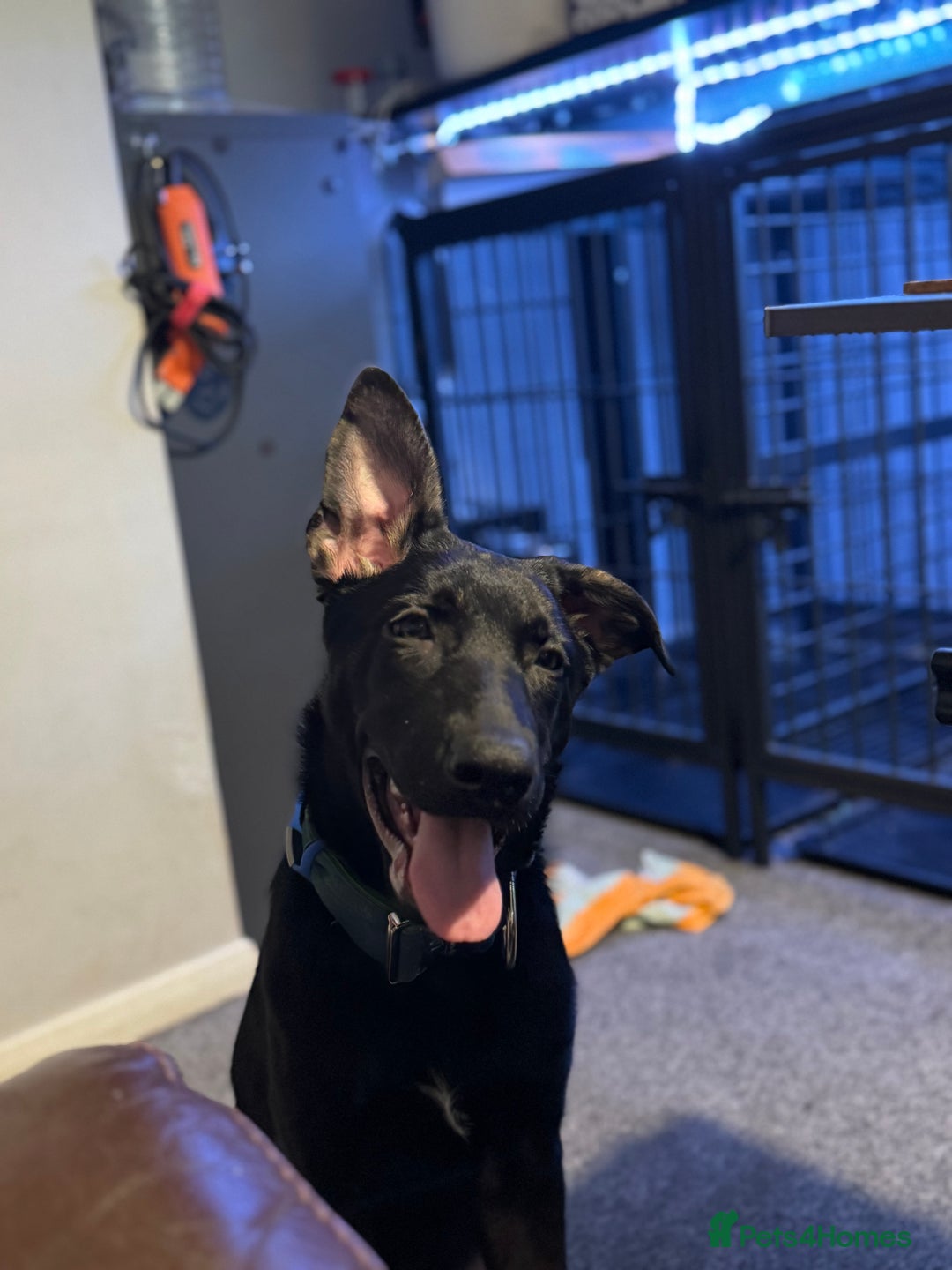 Belgian Shepherd Dog dogs for sale: Shadow a 6 months old Belgian shepherd  - Image 5