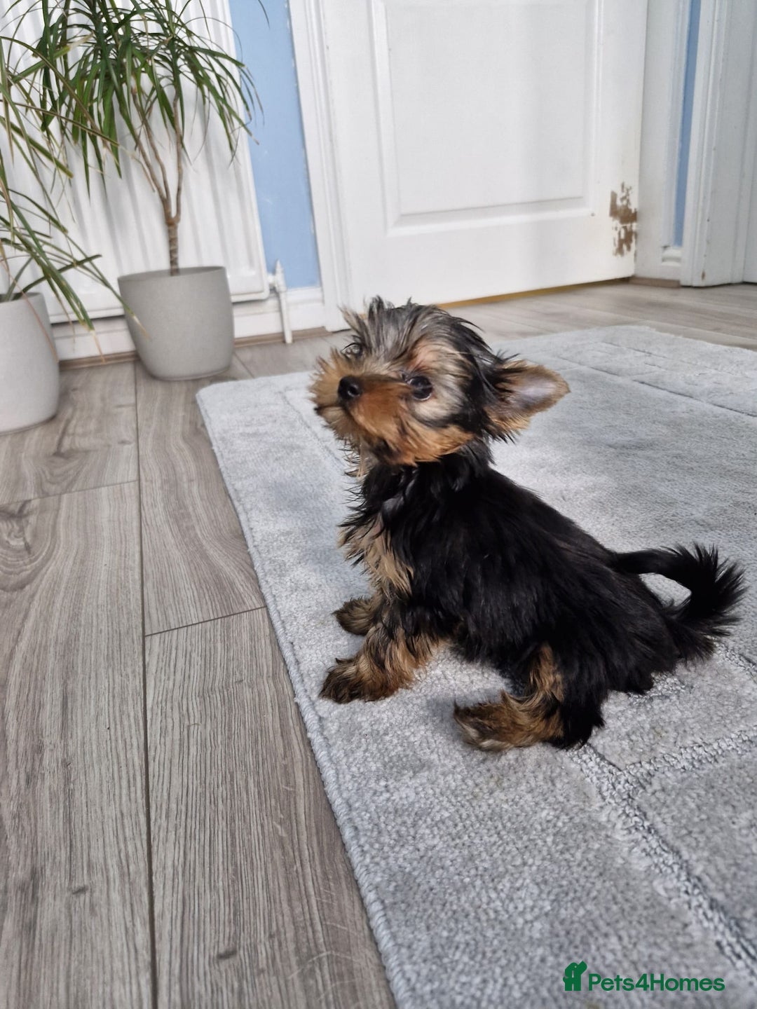 Yorkshire Terrier dogs for sale: Two Amazing Boys!!! in Halesowen - Image 23