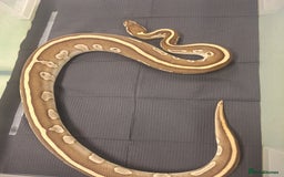 Corn Snake reptiles for sale: Corns, royals and 33l rack - Image 4