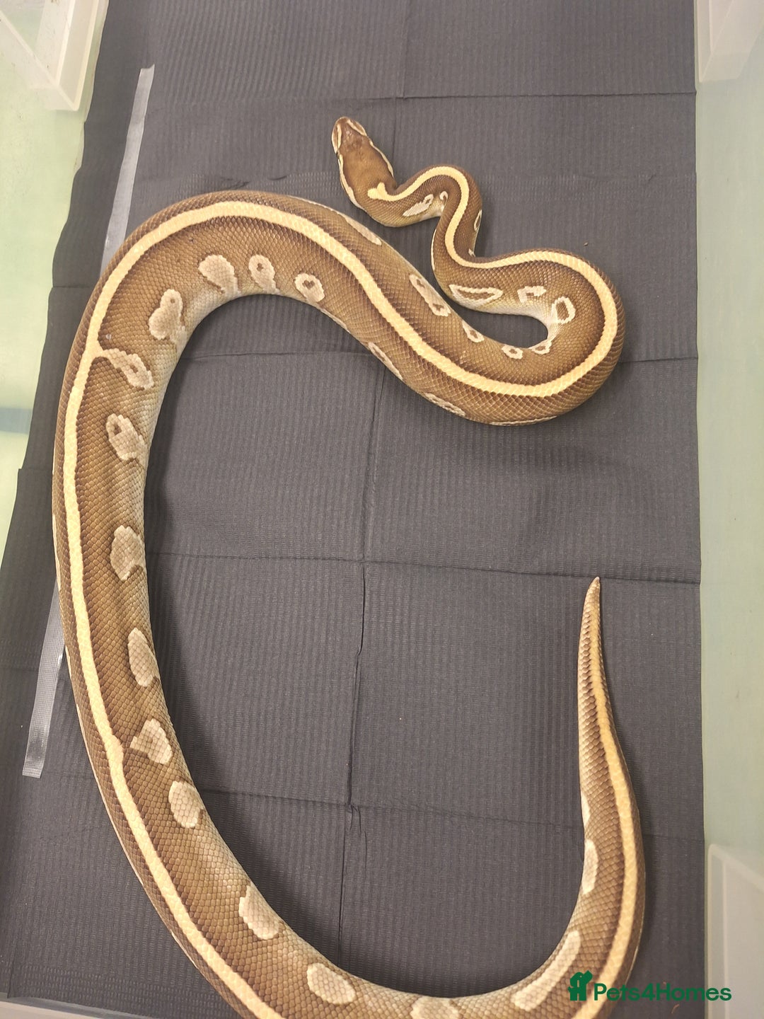 Corn Snake reptiles for sale: Corns, royals and 33l rack - Image 4