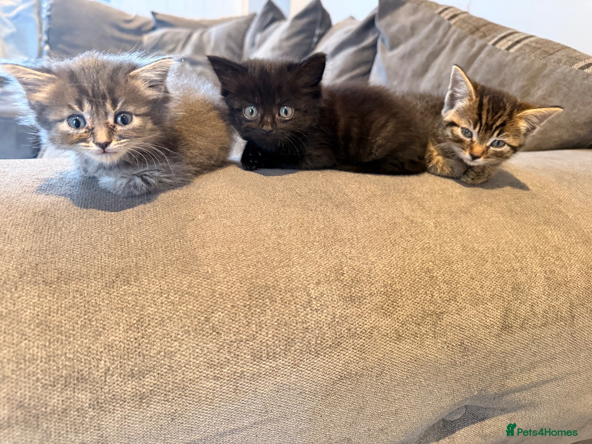 Mixed Breed cats 4 Beautiful kittens  - Advert 12