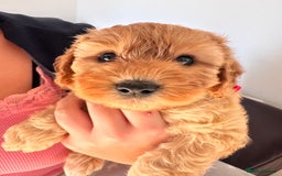Cockapoo dogs for sale: Adorable Pappy Bread Cockapoo Puppies F2 - Image 36