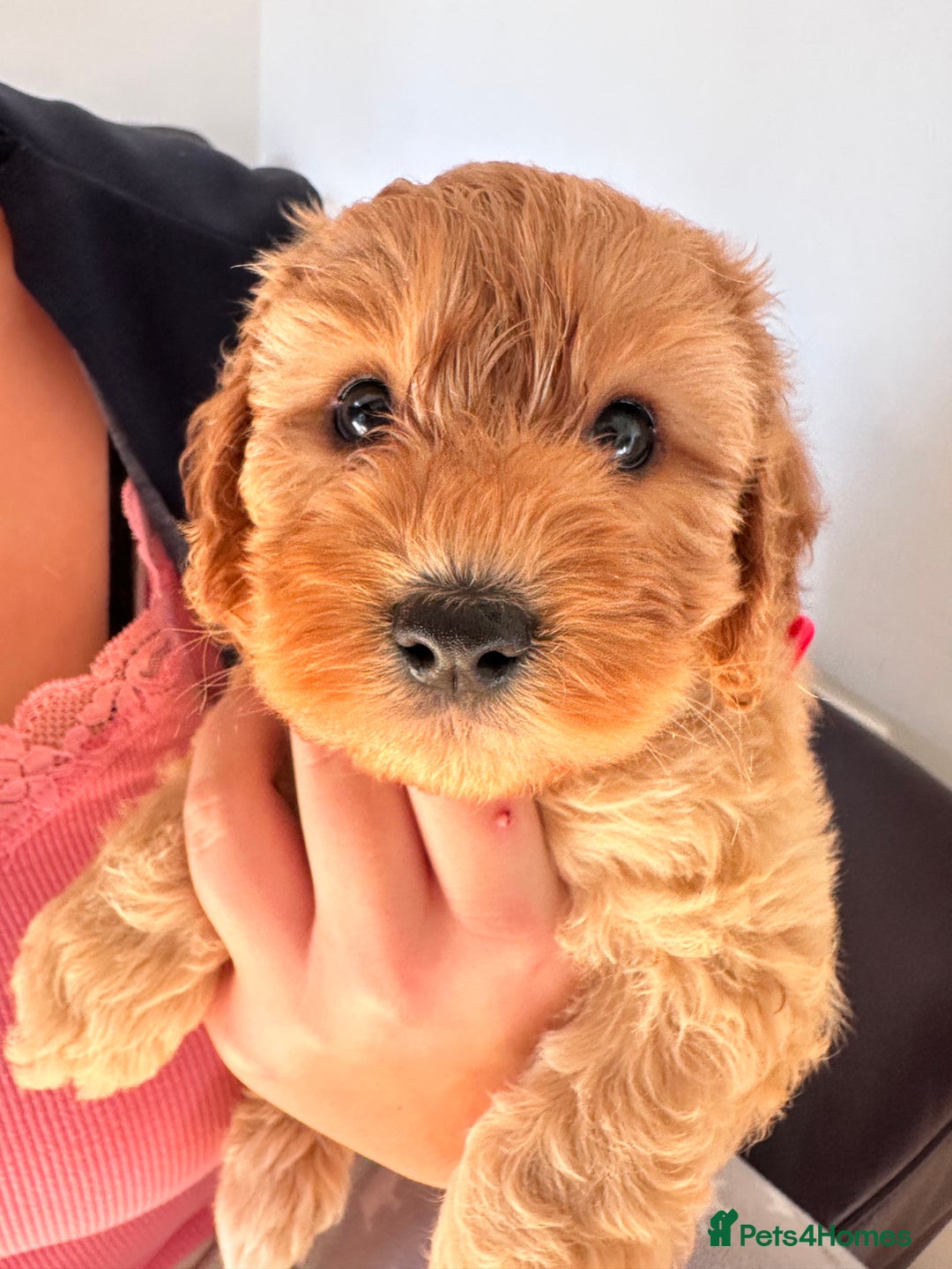 Cockapoo dogs for sale: Adorable Pappy Bread Cockapoo Puppies F2 - Image 36