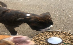 Boxer dogs for sale: Brindle/white boxer girl  - Image 7