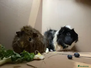 Guinea Pig rodents Gorgeous guinea piggies - Advert 2
