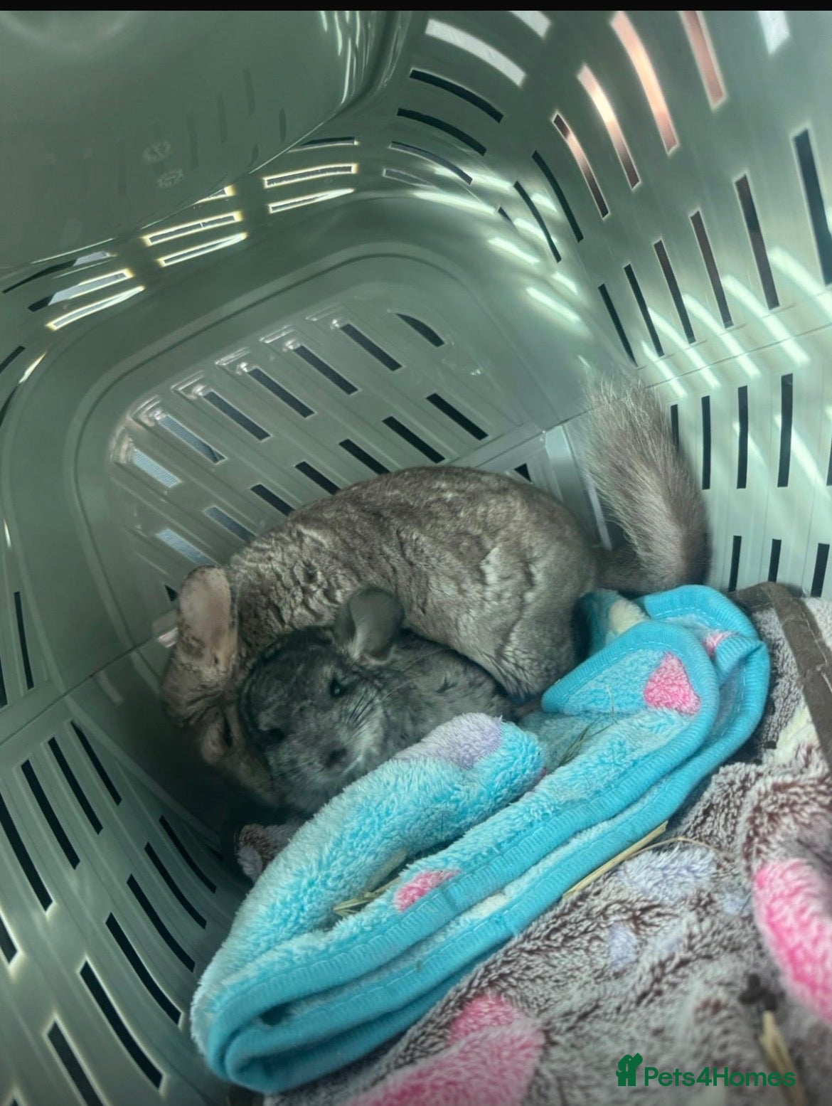 Chinchilla rodents Two Sweet Male Grey Chinchillas lookin for New Hom - Advert 1