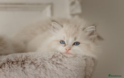 Ragdoll cats for sale: Amazing Ragdoll kittens - Image 17