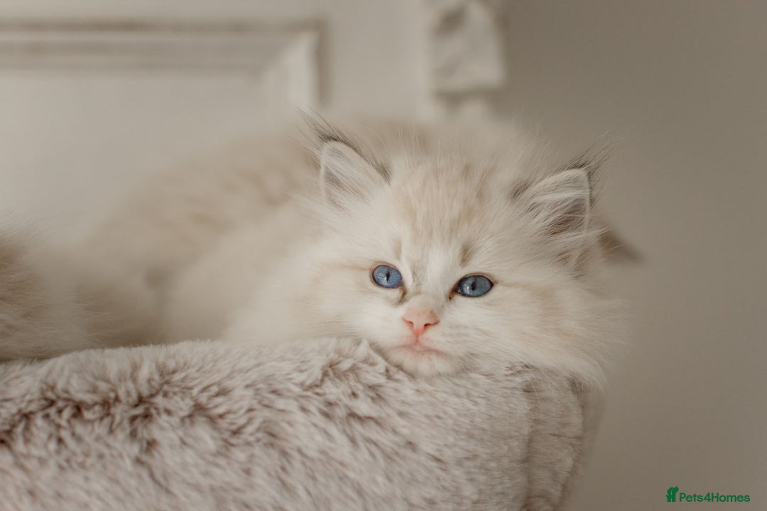 Ragdoll cats for sale: Amazing Ragdoll kittens - Image 17