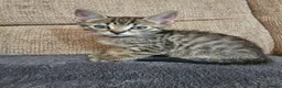 Mixed Breed cats for sale: Adorable Grey kittens for sale  - Advert 28