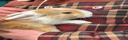 Mini Lion Lop rabbits for sale: Mini lop x lion head  - Advert 5