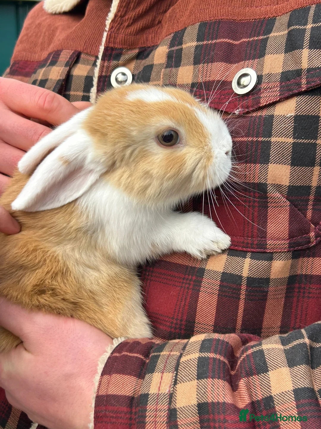 Mini Lion Lop rabbits for sale: Mini lop x lion head  - Advert 5