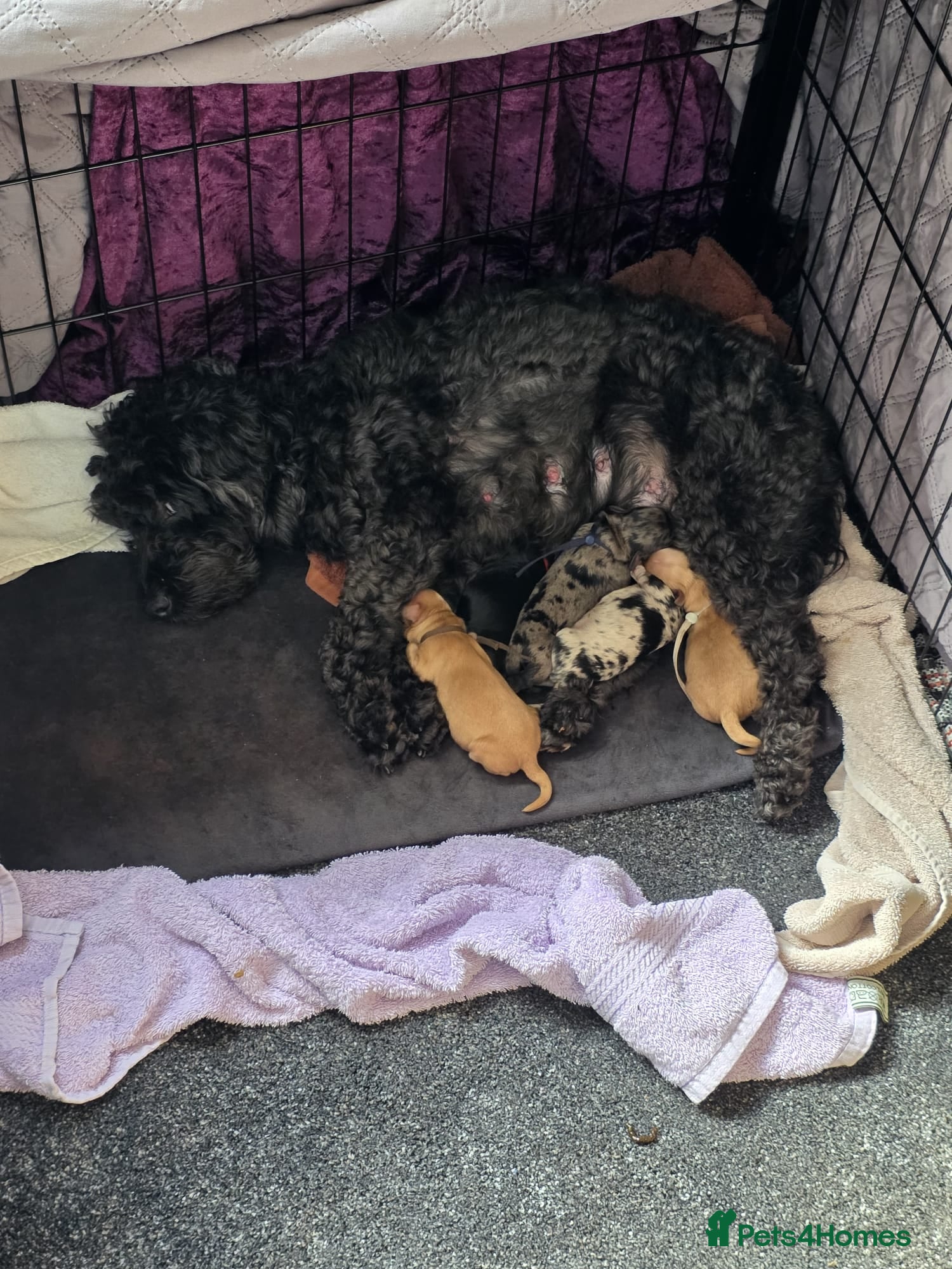 Cockapoo dogs for sale: Vet Health checked Cockapoo Puppies - Advert 4