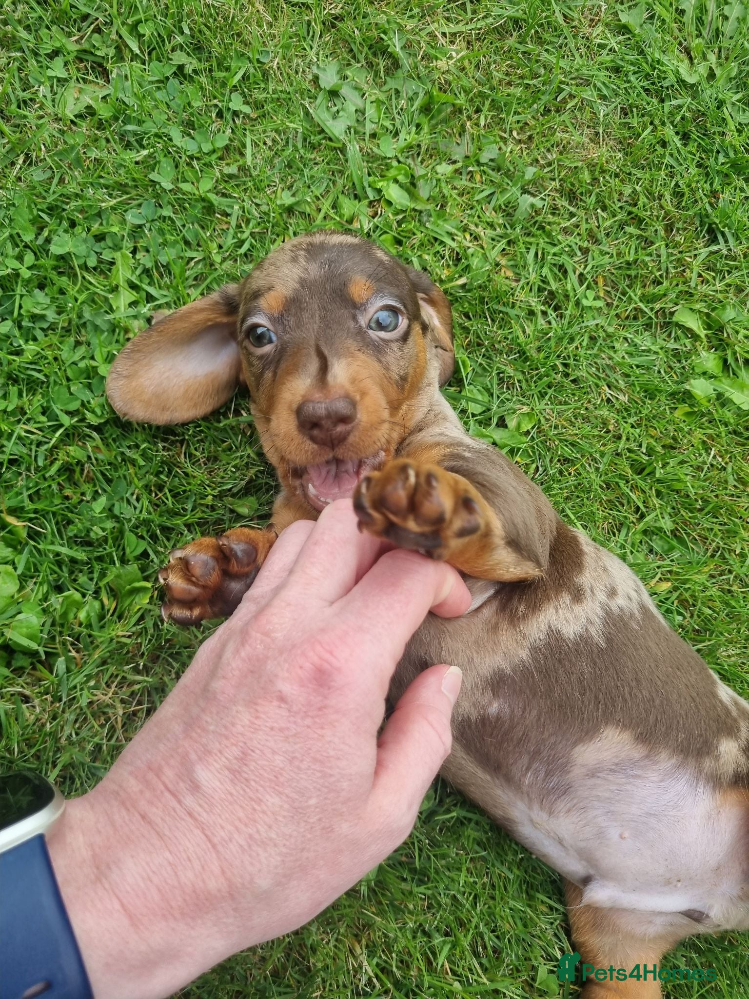 Miniature Dachshund dogs KC reg miniature smooth haired dachshund puppies - Advert 2