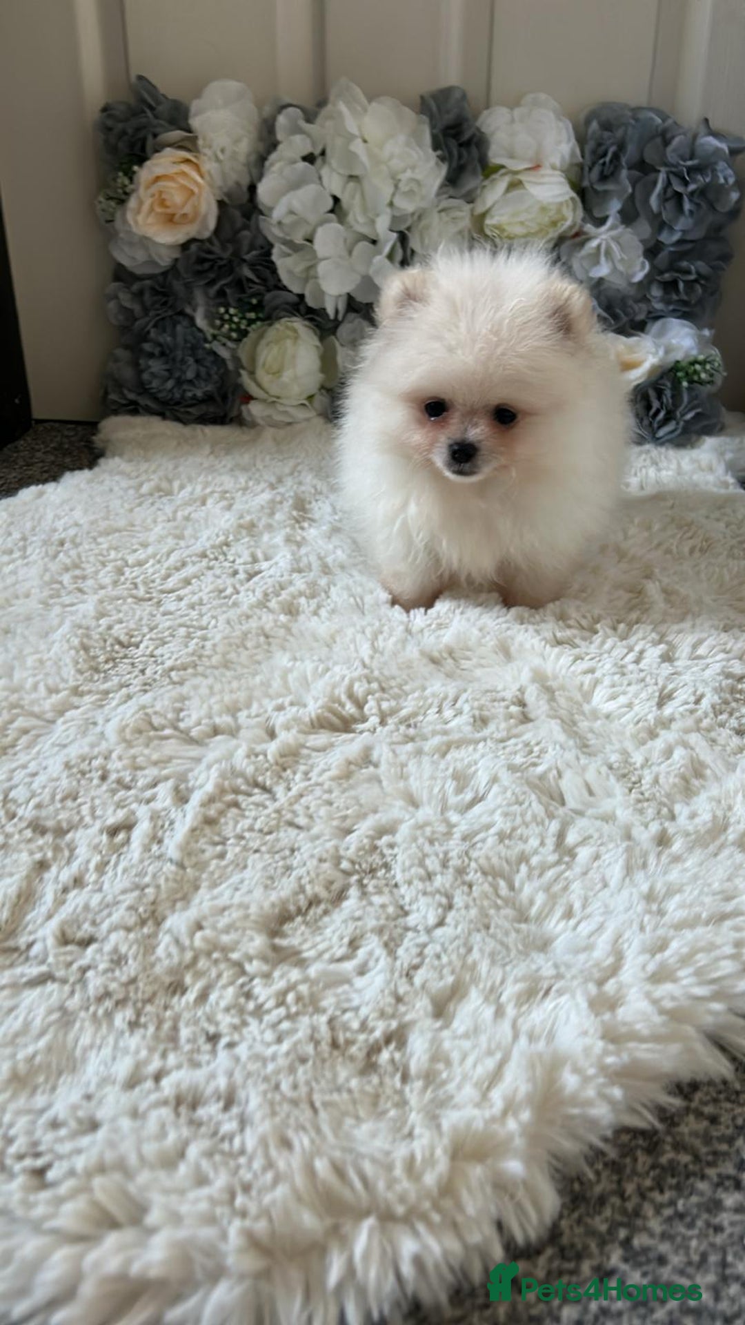 Pomeranian dogs for sale: 3 tiny girls ready now*price reduced £2000 - Advert 15