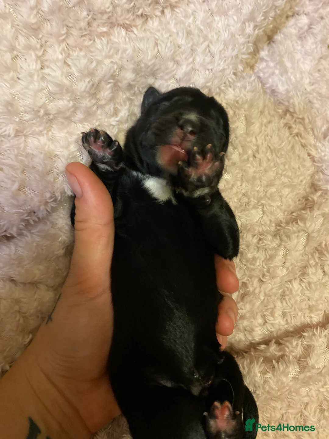 Mixed Breed dogs for sale: Rottweiler/akita / mastiff/ Serbiandefence puppies in Swadlincote - Advert 2