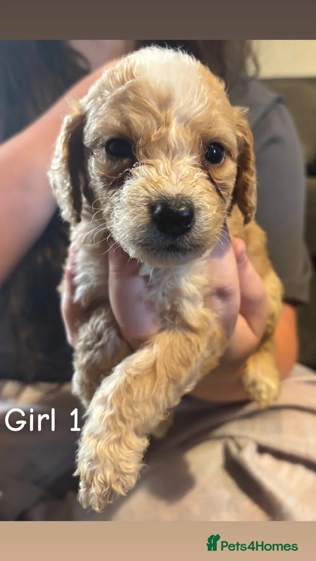 Cockapoo dogs for sale: Cockapoo puppy’s for sale  - Advert 1