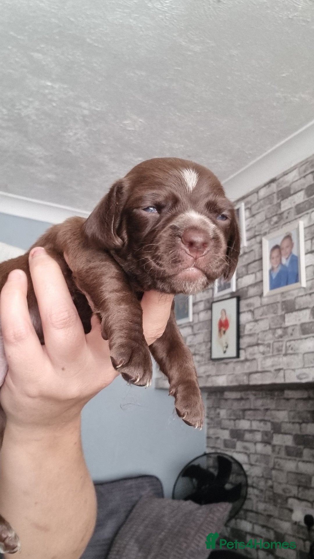 Mixed Breed dogs for sale: Cocker spaniel, dachshund mix  - Image 7